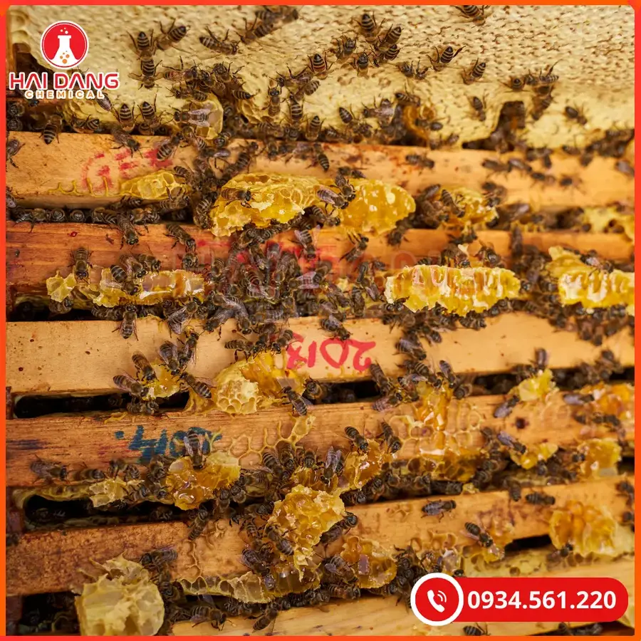 Keo Ong Propolis Trung Quốc Tại Quảng Ninh