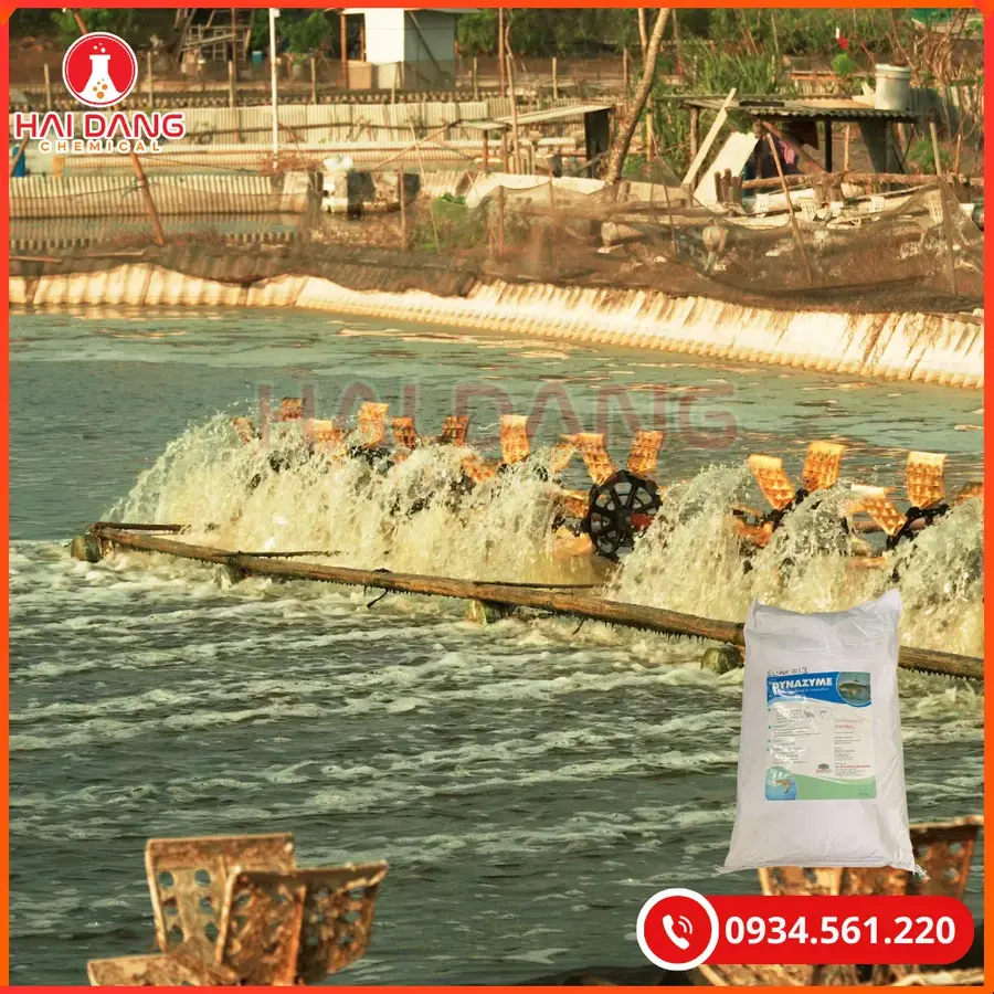 Enzyme Dynazyme 25kg/bao Tại Quảng Ninh
